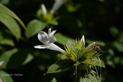 Barleria cristata
